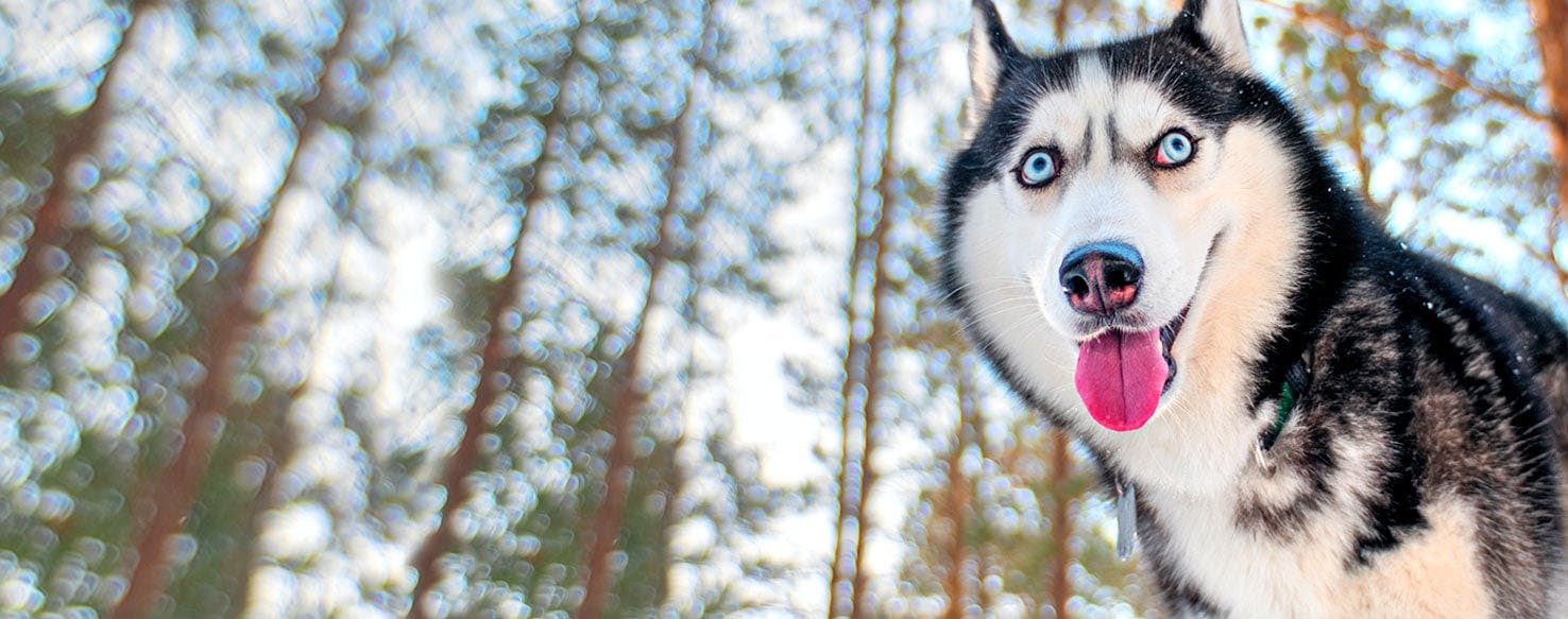 Siberian store inuit dog